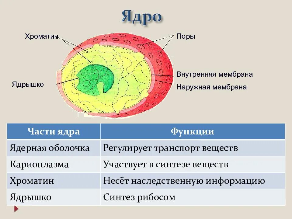 Клеточное ядро 10 класс. Клеточное ядро строение и хроматин. строение ядра хроматин. ядро рисунок ядерная мембрана кариоплазма хроматин ядрышко. ядро это мембрана,кариоплазма и.