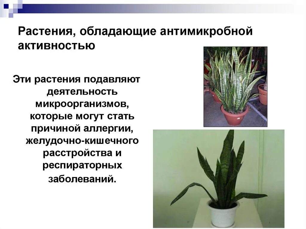 Основные свойства растения. Растения обладающие антимикробной активностью. Растения выделяющие фитонциды. Растения обладающие противомикробным действием. Антимикотической активностью обладают растения.