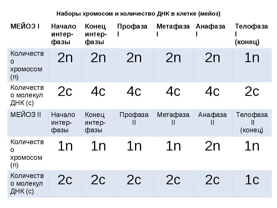 Мейоз число днк. Фазы митоза хромосомный набор. стадии мейоза с набором хромосом. мейоз набор хромосом в каждой фазе. митоз и мейоз таблица набор хромосом.