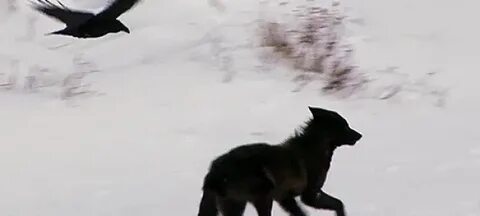 Грач серый волк