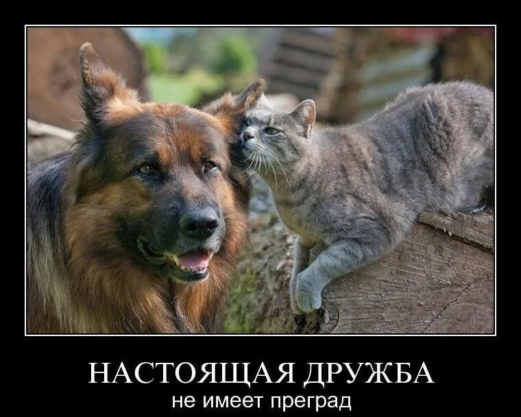 Кошки и собаки. Смешные картинки про дружбу. Настоящая Дружба. Настоящие друзья.