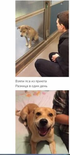 Собака ищет дом. Заберите мою собаку. Заберите мою собаку. Животные в приюте. Высказывания о бездомных животных.
