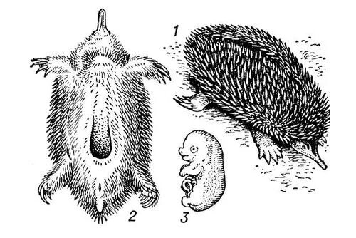 Особенности строения ежа. Ехидна яйцекладущие млекопитающие. Однопроходные ехидна размножение. Клоака у яйцекладущих. Строение яйцекладущих.