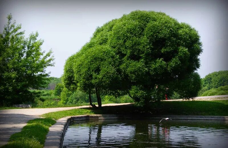 Парк музей Коломенское. Парк Коломенское деревья. Коломенский парк пруд цветение. Коломенский парк пруд цветеник.