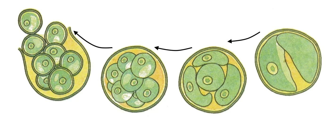 Размножение клеток водорослей. Бесполое размножение хлореллы. Бесполое размножение водорослей хлореллы. Хлорелла размножение клетки. Хлорелла строение размножение.