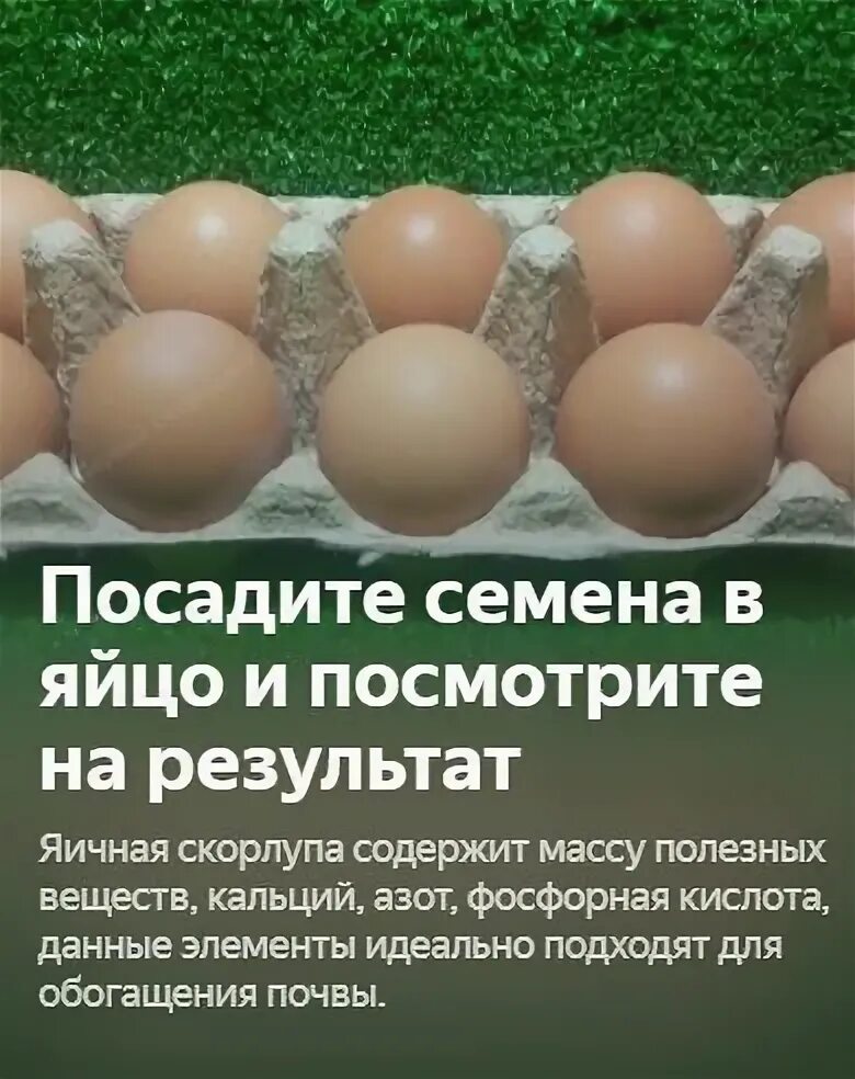 Что содержится в скорлупе. Кальций на яичной скорлупе. яйца семена. кальций из яичной скорлупы. посадить в скорлупе.