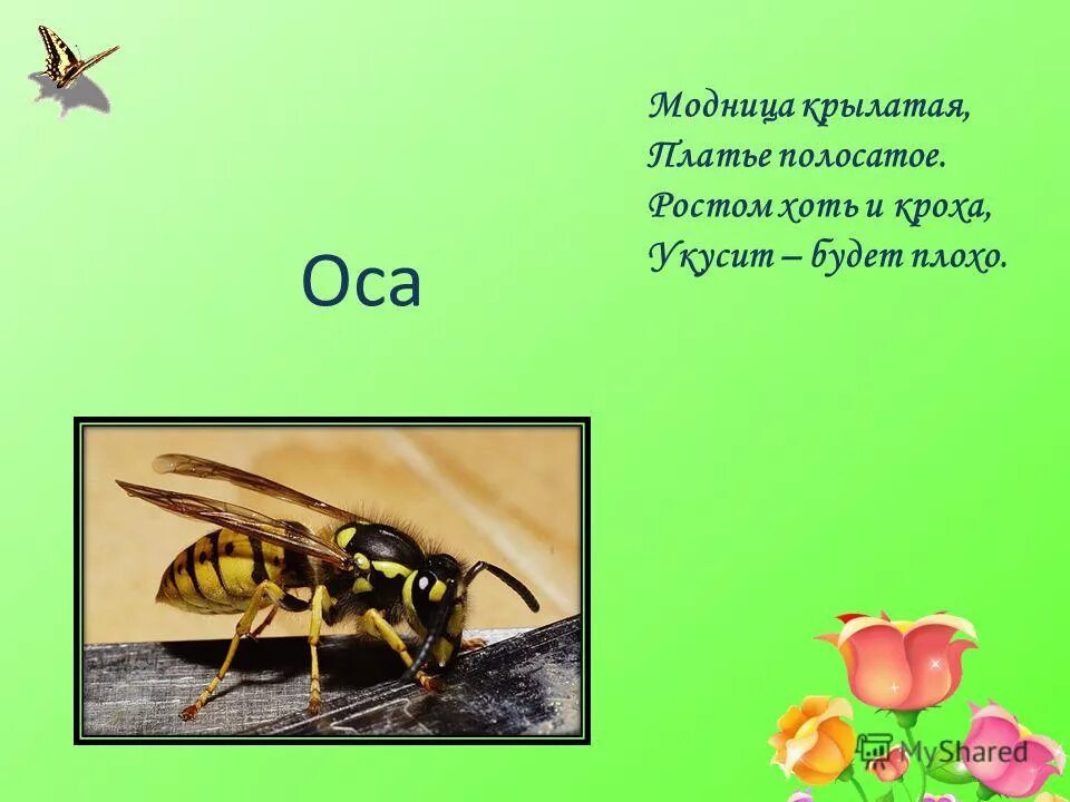 Осе 2