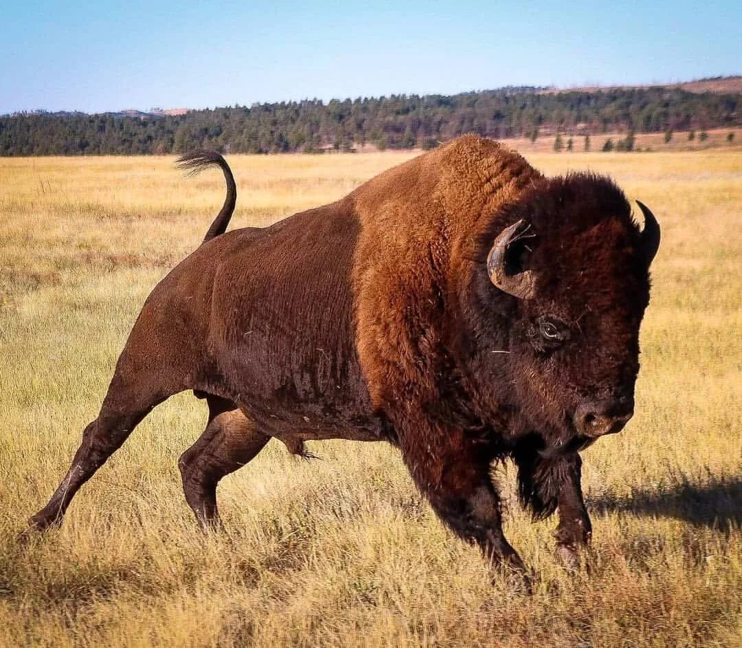 Лесной Бизон Северной Америки. Бизон (Bison Bison). Бизон Буффало. Короткорогий Бизон. Распространенные животные северной америки