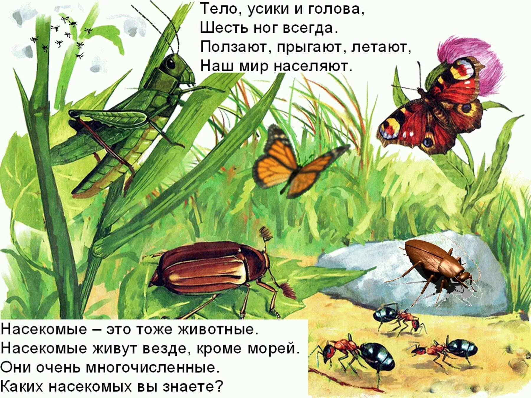 насекомые в траве. насекомые. крылья насекомых. летающие насекомые подмосковья. жук стрекоза.