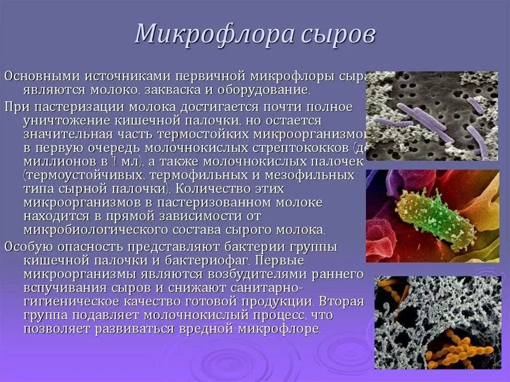 Микробиология. Микрофлора сыров. Бактерии для микрофлоры. Молочнокислые бактерии в сыре.