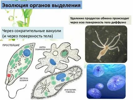 Какие покровы у простейших