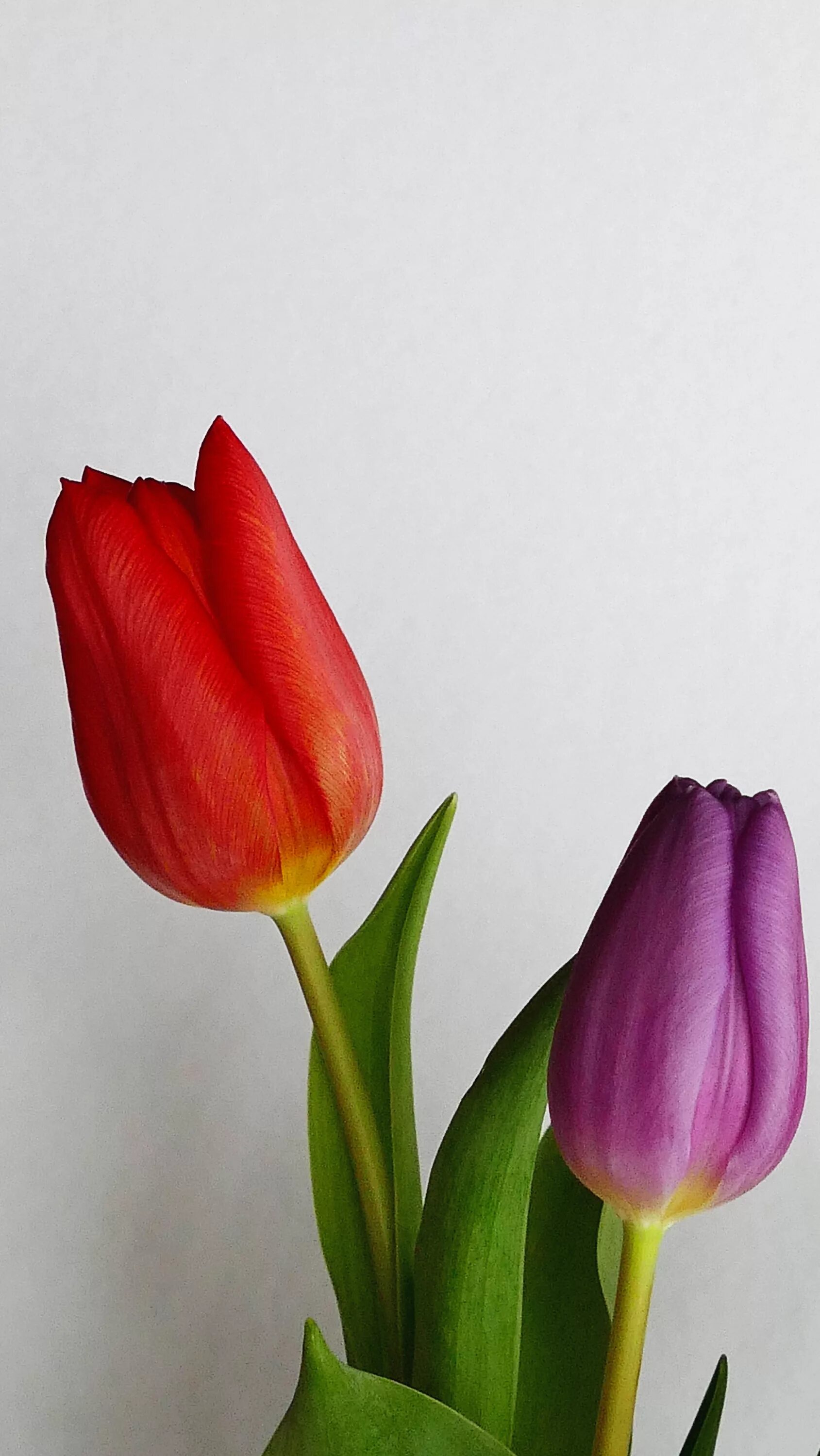 Тюльпаны долго. Тюльпан примавера. тюльпаны референс. tulipa sartre. тюльпан пурпл харт.