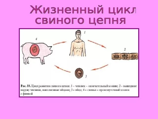 Какая стадия свиного цепня разовьется. Жизненный цикл свинного цепня. Жизненный цикл свиного солитера схема. Жизненный цикл свиного цепня биология. Цикл развития свиной цепень биология.