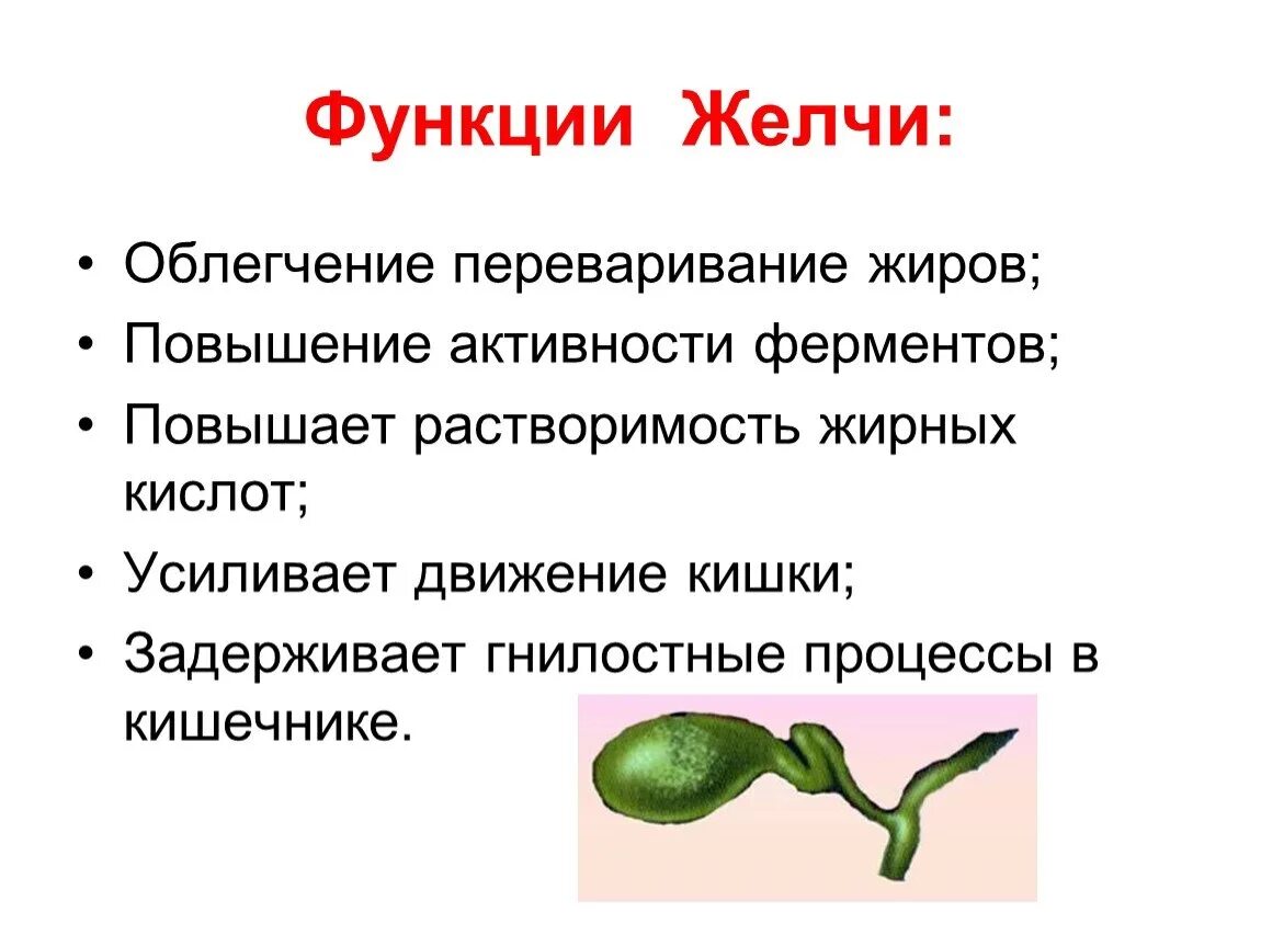 Желчь в процессе пищеварения. Пищеварительные функции желчи. Функции желчи в организме человека. Желчь, функции желчи.. Какую функцию не выполняет желчь.