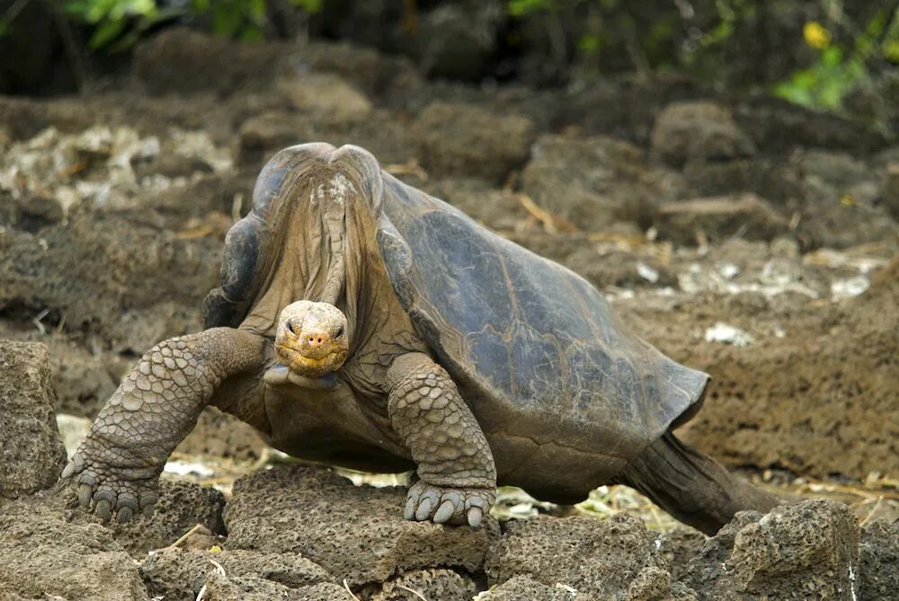 Черепаха редкие виды. Галапагосская черепаха одинокий Джордж. Абингдонская слоновая черепаха одинокий Джордж. Галапагосская черепаха вымерла. Абингдонская слоновая черепаха вымершее животное.