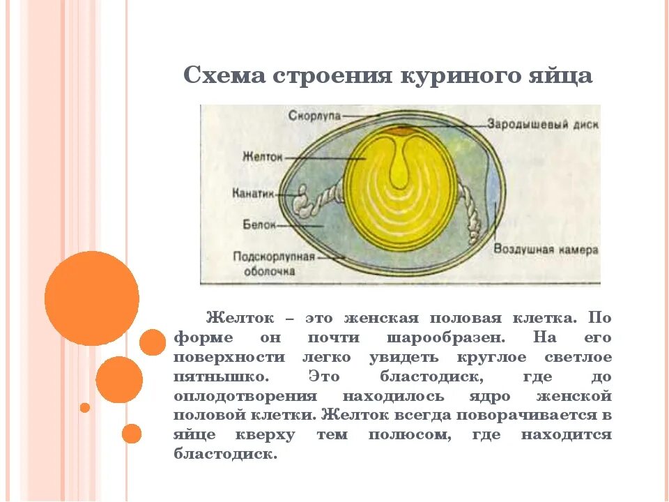 Яйцо 1 клетка