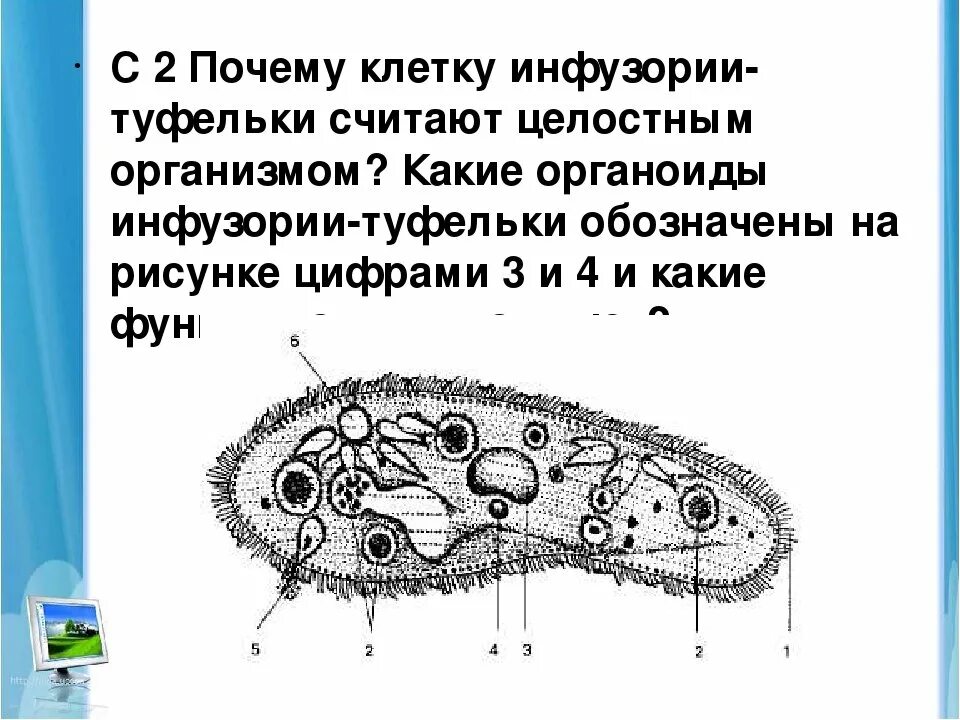 Организм инфузория туфелька какой органоид