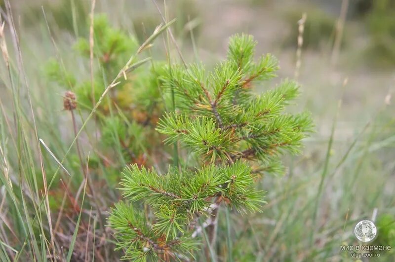 Молодая сосна. Монгольская сосна. Сосна обыкновенная frensham. Сосна обыкновенная pinus sylvestris l. Сосна обыкновенная pinus sylvestris.