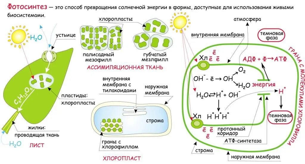 Использование энергии солнечного для синтеза атф. Схема фотосинтеза 10 класс биология. Фотосистемы фотосинтеза схема. Схема фотосинтеза ЕГЭ биология. Фотосинтез ЕГЭ биология 2022.