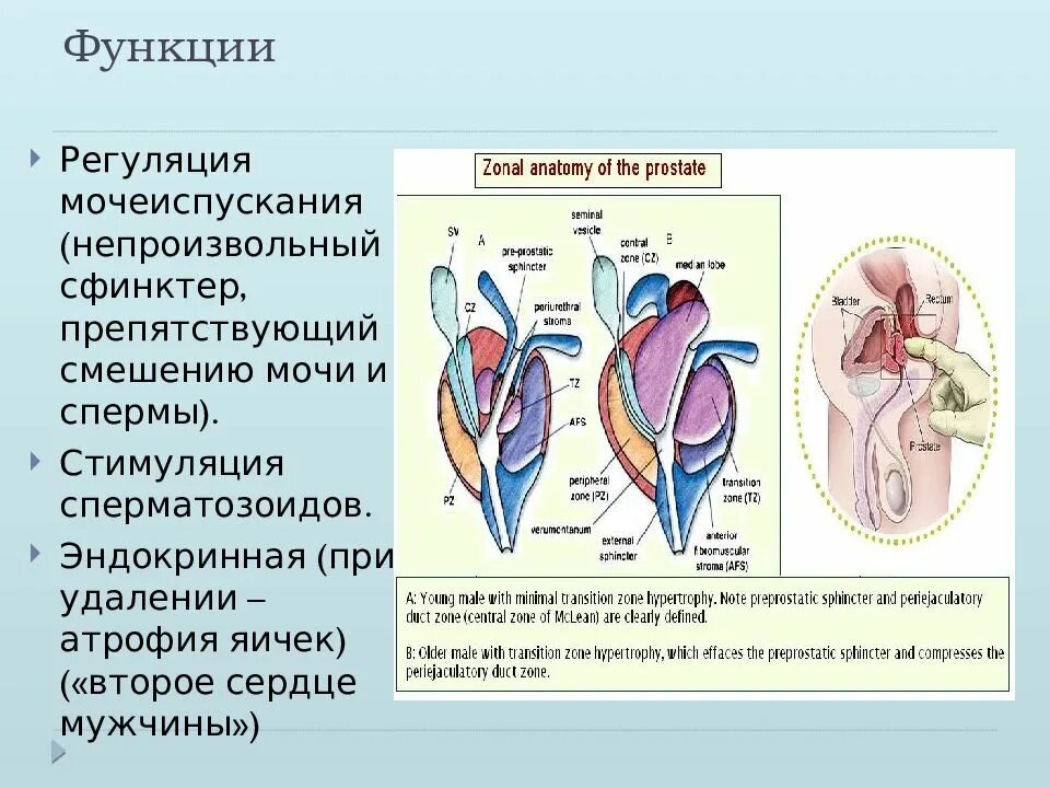 Раскройте механизмы регуляции мочеиспускания. Регуляция мочеиспускания. Нервная регуляция мочеиспускания. Регуляция мочеиспускания физиология. Непроизвольная регуляция мочеиспускания.