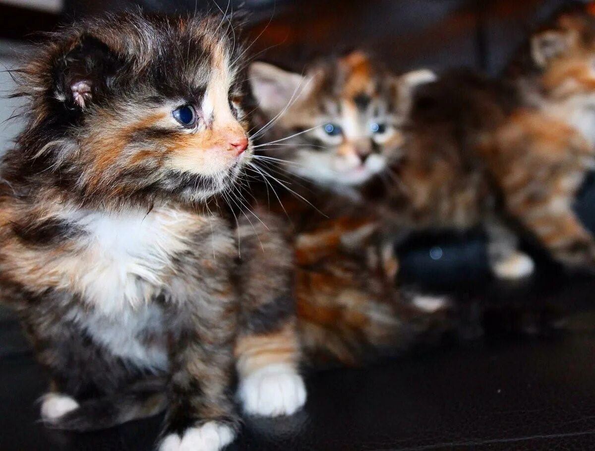 Какие котята родятся у трехцветной кошки. Трехцветный котенок. Котенок трехцветный в добрые. Трехцветные котята фото. Трёхцветная кошка маленькая.