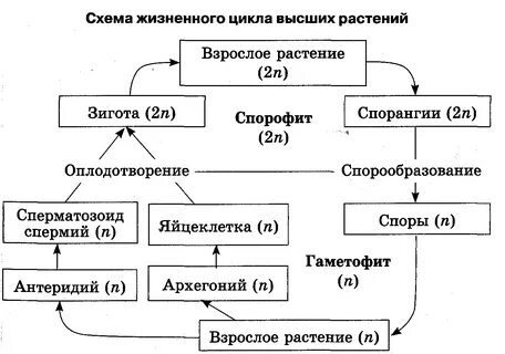 Цикл 7 класс биология