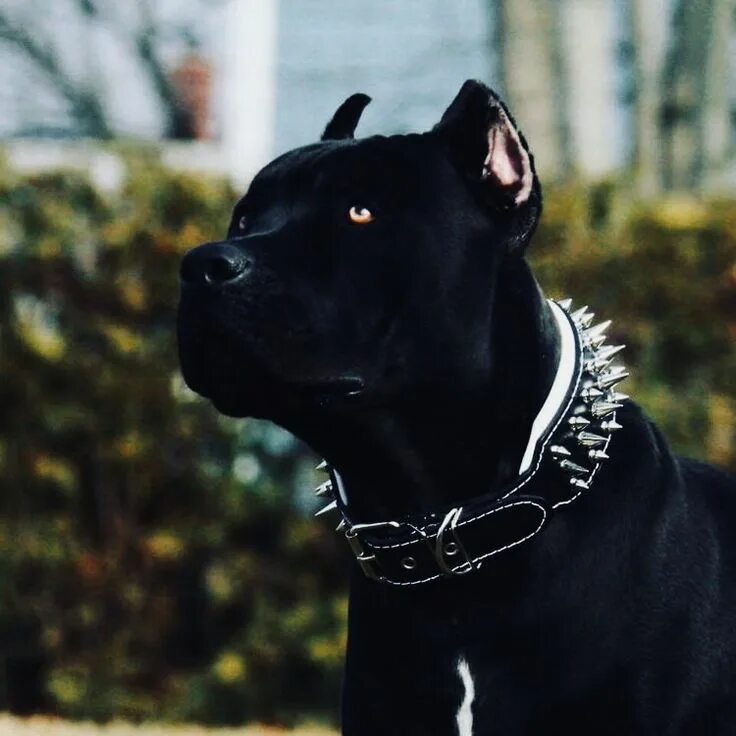 Как выглядит черный питбуль Pin de Aliaksei Khitsenka en Men's fashion Perros, Pitbull