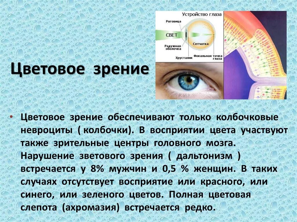 Цветовое зрение. Цветовое зрение обеспечивают. Цветное зрение человека. Нормальное цветовое зрение. Почему при боковом зрении хорошо видна