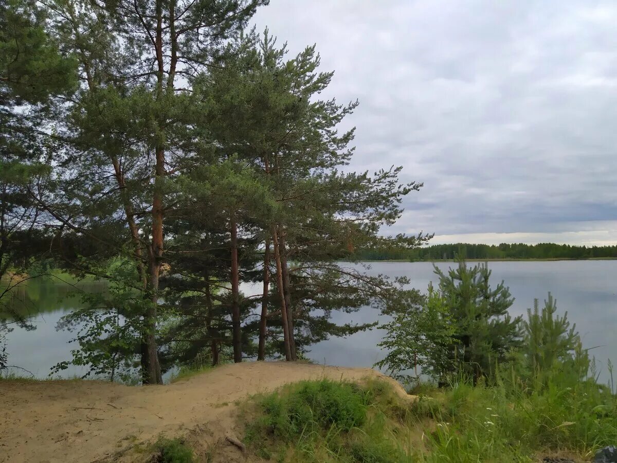 Пос липово. Липовское озеро в Ленинградской. Липовский пляж Сосновый Бор. Ивановский Сосновый Бор Татарстан. Сосновый Бор Алексеевское.