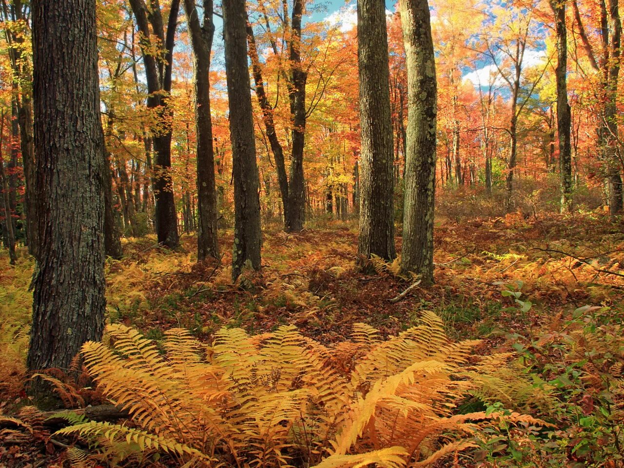 Осиновый лес осенью. Осиновый лес осенью. Тополь осинообразный пандо. Как выглядел осенний лес. Как выглядел осенний лес.