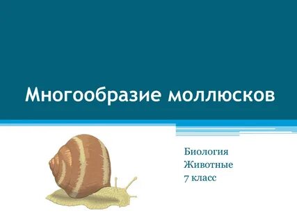Презентация по биологии моллюски