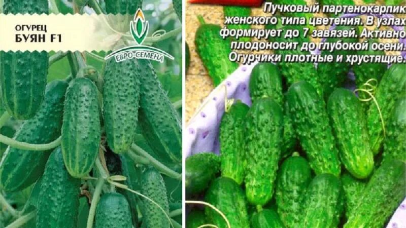 Огурцы буян фото описание Огурцы Агрофирма манул огма-22 купить по выгодным ценам в интернет-магазине OZ