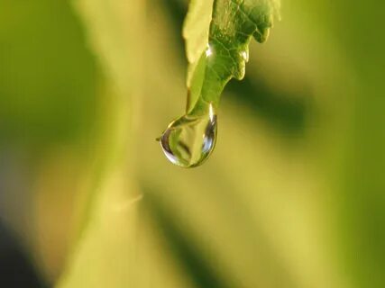 Hope leaves