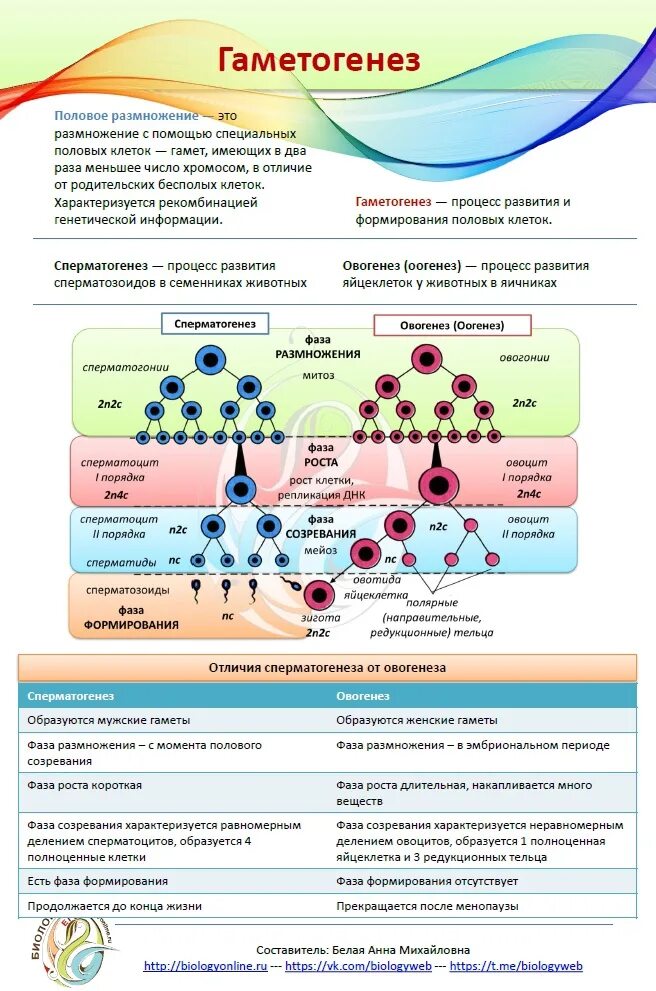 Половое размножение гаметогенез