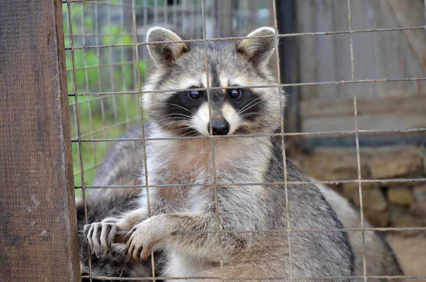 Jew raccoon. Тремарьясский енот. Из рода енотовых млекопитающее черный с белыми полосками. Ракун. Придумал енотова 5 буквы.