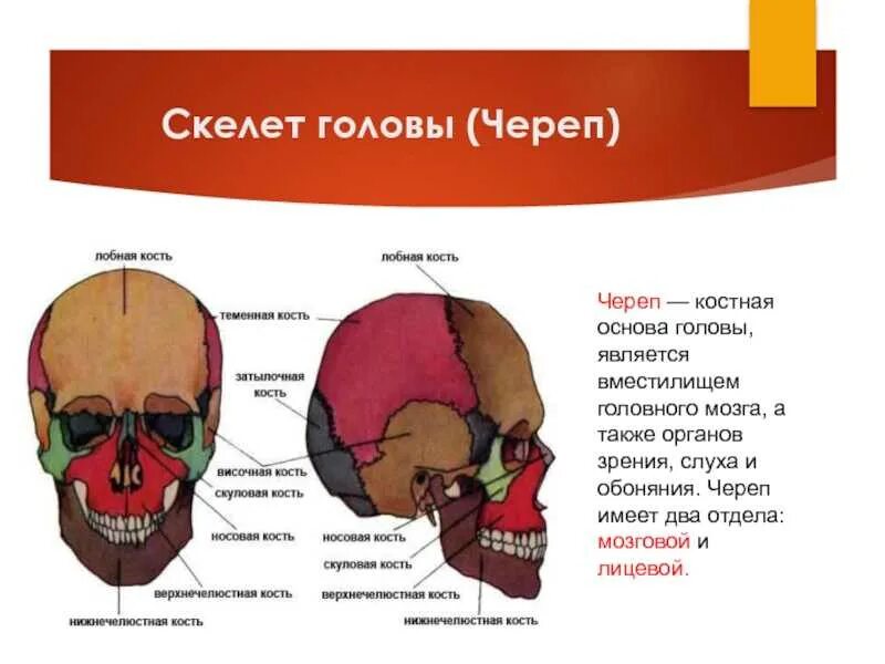 Строение скелета головы человека. Кости скелета головы человека анатомия. Скелет головы мозговой отдел черепа. Скелет головы череп лицевой отдел. Головной отдел черепа