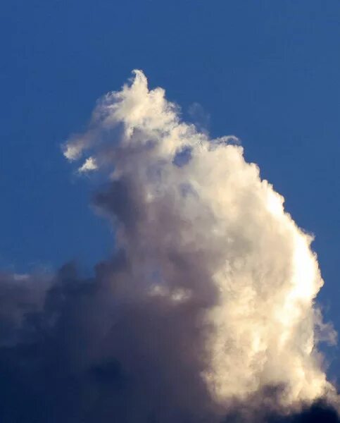 Обитатель облаков. Облака форма. Виды облаков. Облака похожие на животных. На что похожи облака.