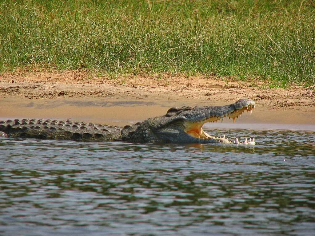 Крокодил живет в африке. Нильский крокодил.