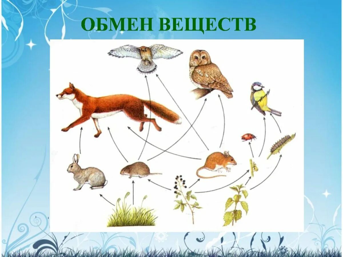 Цепочка живой природы. Движение живых организмов. Живые Цепочки в природе для дошкольников. Признаки живых организмов.