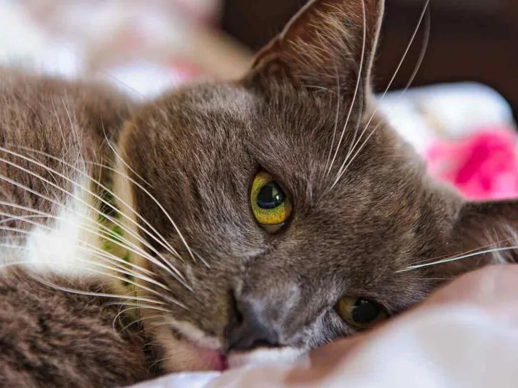 Кот облизывается и сглатывает. Котенок болеет. проблема котик. лечебный кот.