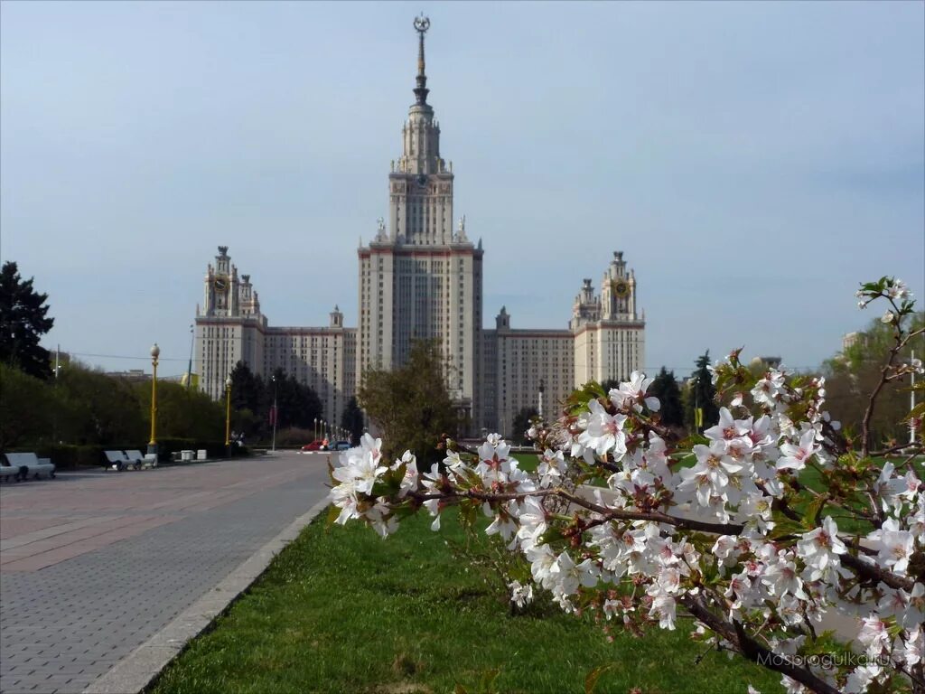 Мгу весной. Сакура МГУ Воробьевы горы. Аллея Сакуры МГУ. Аллея между зданием МГУ И смотровой площадкой на Воробьевых горах. Аллея Сакуры около МГУ.