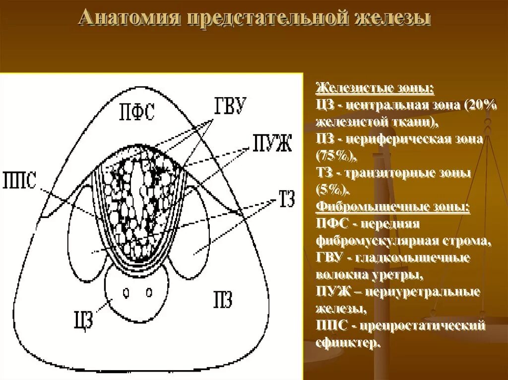 Ткани простаты. Строение предстательной железы по зонам. Части простаты анатомия. Предстательная железа анатомия зоны. Зоны простаты схема.