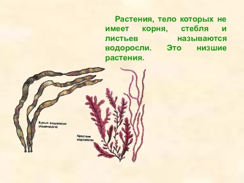 Три организма водоросли. Строение водорослей 3 класс. Ризоиды многоклеточных водорослей это. Строение тела многоклеточных водорослей. Многоклеточные водоросли с корнями.
