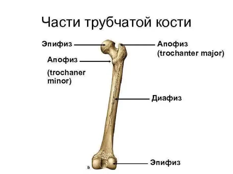 Трубчатая кость диафиз и эпифиз. Внешнее строение трубчатой кости. Бедренная кость анатомия строение. Трубчатая кость строение метафиз.