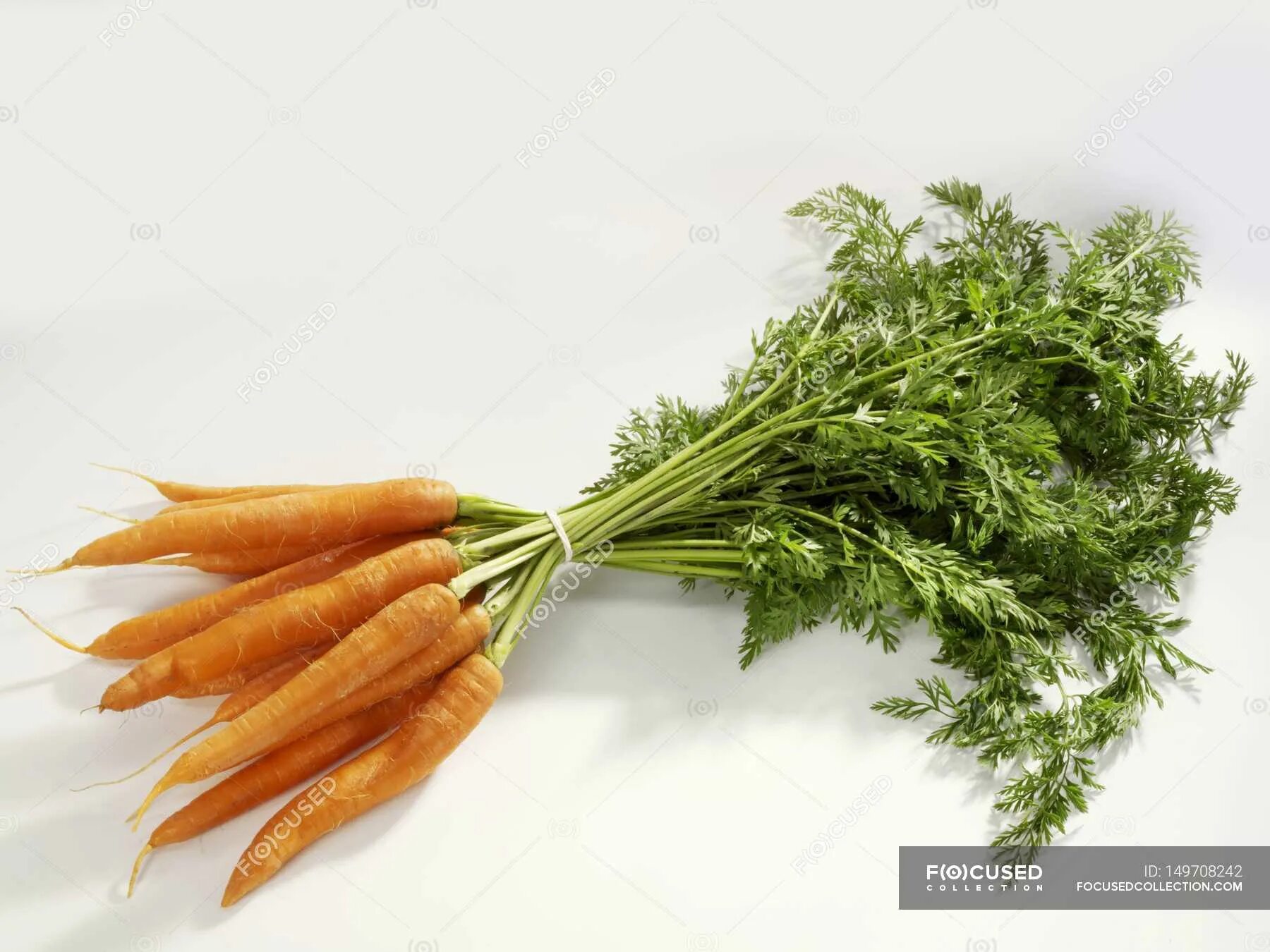 Морковь в пучках. Стебель моркови. Пучок моркови на белом фоне. Пучок из морковок. Свяжи морковки в пучки