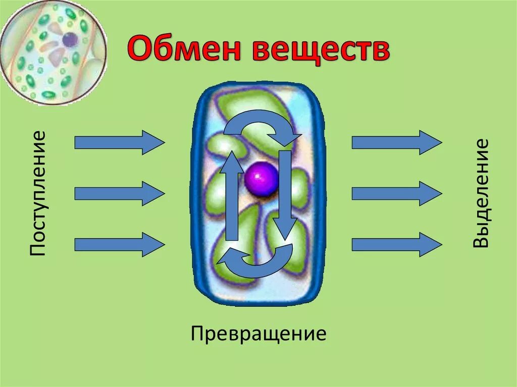 Жизни деятельности клетки. Жизнедеятельность клетки 5 класс питание клетки. Процесс жизнедеятельности клеток 5 класс биология Пасечник. Жизнедеятельность клетки 6 класс биология схема.