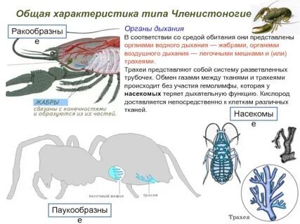 Трахеи членистоногих