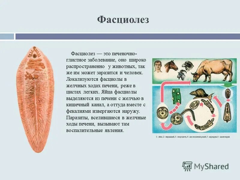 Заболевание вызванное сосальщиком. Фасциолез животных паразитология. Печеночный сосальщик фасциола. Паразит печеночный сосальщик.