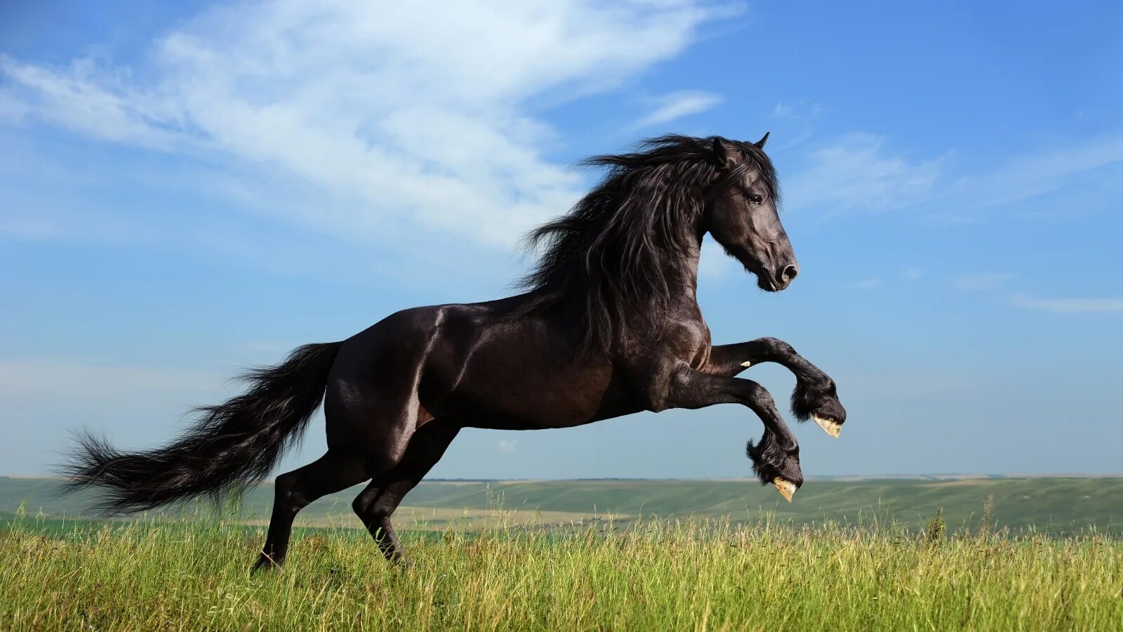 Красивый конь. Черный конь. Красивые лошадки. Красивый черный конь. Про черного коня