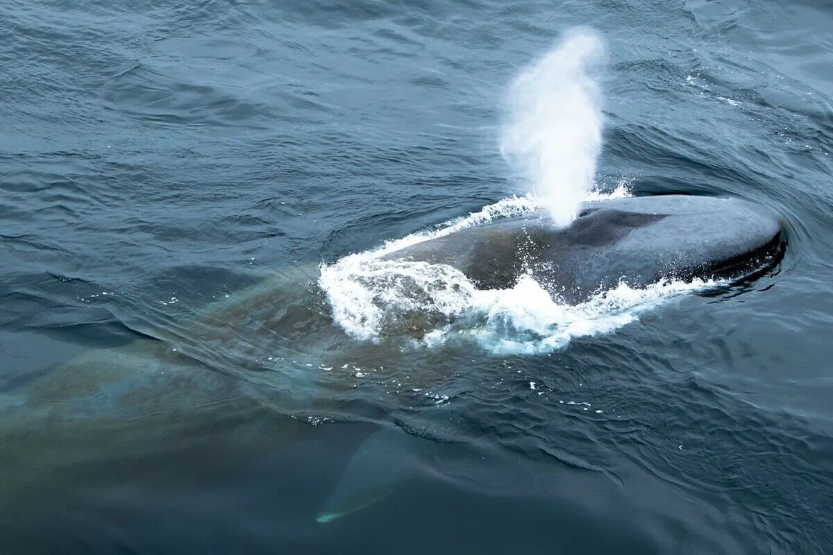 Бравал кит. Синий кит дыхало фонтан. Гренландский кит фонтан. Гренландский кит дыхало. Дыхало синего кита.